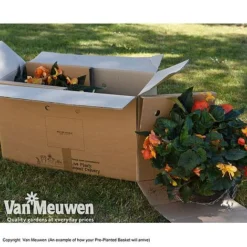 Geranium 'Balcon Mix' Pre-Planted Basket 11 Geranium 'Balcon Mix' Pre-Planted Basket -Deals Petal Via Store VM PrePlantedBasketArrive26