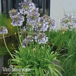 Agapanthus 'Fireworks' 14 Agapanthus 'Fireworks' -Deals Petal Via Store VM1