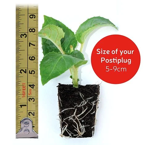 Begonia 'Illumination Mixed' 5 Begonia 'Illumination Mixed' - Image 5