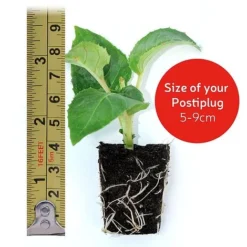 Chrysanthemum 'Hardy Patio Improved' 9 Chrysanthemum 'Hardy Patio Improved' -Deals Petal Via Store VM20postiplugsize122