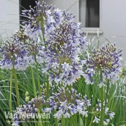 Agapanthus 'Fireworks' 16 Agapanthus 'Fireworks' -Deals Petal Via Store VM3