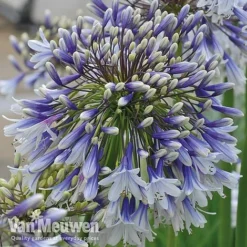 Agapanthus 'Fireworks' 17 Agapanthus 'Fireworks' -Deals Petal Via Store VM4