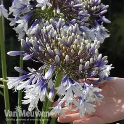 Agapanthus 'Fireworks' 18 Agapanthus 'Fireworks' -Deals Petal Via Store VM5