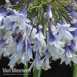 Agapanthus 'Fireworks' 19 Agapanthus 'Fireworks' -Deals Petal Via Store VM6