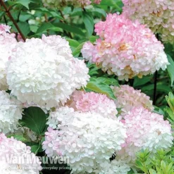 Hydrangea Paniculata 'Vanille Fraise' 15 Hydrangea Paniculata 'Vanille Fraise' -Deals Petal Via Store VMvanil