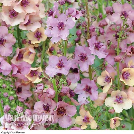 Verbascum X Hybrida 'Southern Charm' 1 Verbascum X Hybrida 'Southern Charm'