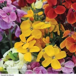 Wallflower 'Sugar Rush' Mix -Deals Petal Via Store Wallflower Sugar Rush