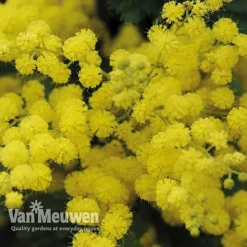 Acacia Dealbata 9 Acacia Dealbata -Deals Petal Via Store acacia dealbata mimosa 4