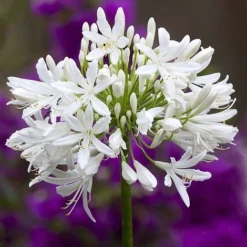 Agapanthus Africanus 'Albus' 5 Agapanthus Africanus 'Albus' -Deals Petal Via Store albus3