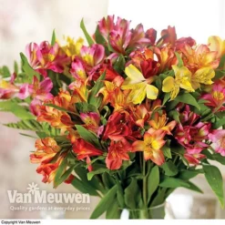 Alstroemeria 'Garden Hybrids' 5 Alstroemeria 'Garden Hybrids' -Deals Petal Via Store alst gard hyb3