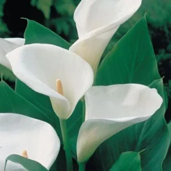 Arum Lily