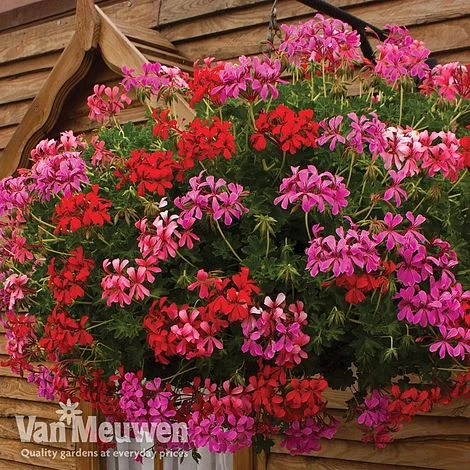 Geranium 'Balcon Mix' Pre-Planted Basket 1 Geranium 'Balcon Mix' Pre-Planted Basket
