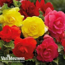 Begonia 'Double Flowered Mixed' -Deals Petal Via Store bego 12544 d