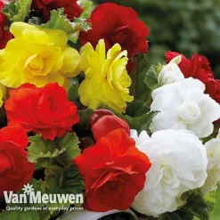 Begonia 'Double Flowered Mixed' -Deals Petal Via Store bego 12544 e