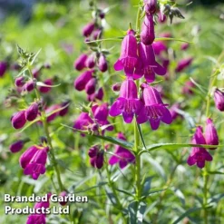 Penstemon 'Ice Cream Collection' 13 Penstemon 'Ice Cream Collection' -Deals Petal Via Store blckberries