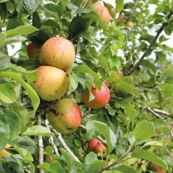 Apple Bramleys Seedling -Deals Petal Via Store bram