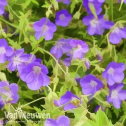 Geranium 'Brookside' -Deals Petal Via Store brook