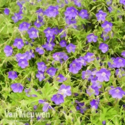 Geranium 'Brookside' -Deals Petal Via Store brooks2