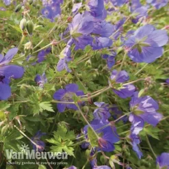 Geranium 'Brookside' -Deals Petal Via Store brooks4