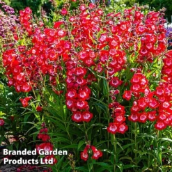 Penstemon 'Ice Cream Collection' 12 Penstemon 'Ice Cream Collection' -Deals Petal Via Store cherry1