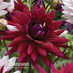 Dahlia 'Rebecca's World' -Deals Petal Via Store dahl 70042v C