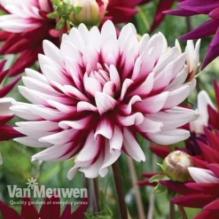 Dahlia 'Rebecca's World' -Deals Petal Via Store dahl 70042v D
