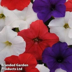 Petunia 'Easy Wave Union Jack Mix' -Deals Petal Via Store flag2