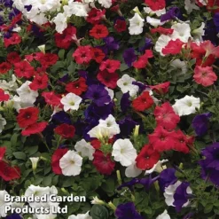 Petunia 'Easy Wave Union Jack Mix' -Deals Petal Via Store flag3