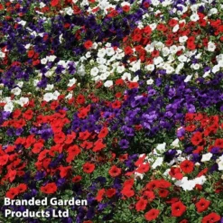 Petunia 'Easy Wave Union Jack Mix' -Deals Petal Via Store flag4