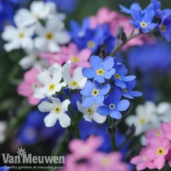 Forget-Me-Not 'Sylva Mixed' (Garden Ready) 6 Forget-Me-Not 'Sylva Mixed' (Garden Ready) -Deals Petal Via Store forget 2