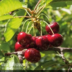 Patio Fruit Tree Collection 12 Patio Fruit Tree Collection -Deals Petal Via Store fruit2