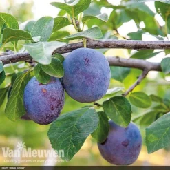 Patio Fruit Tree Collection 13 Patio Fruit Tree Collection -Deals Petal Via Store fruit3