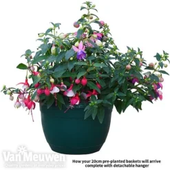 Fuchsia Trailing Pre-Planted Basket -Deals Petal Via Store fuch vm