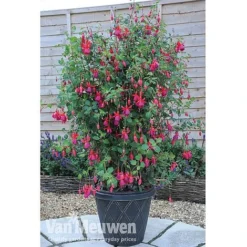 Fuchsia 'Fusion' -Deals Petal Via Store fuch3