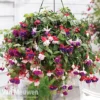 Fuchsia Trailing Pre-Planted Basket