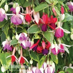 Fuchsia Trailing Pre-Planted Basket -Deals Petal Via Store fuchtrail