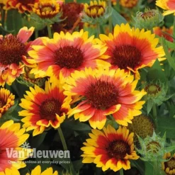 Gaillardia 'Arizona Sun' -Deals Petal Via Store gail v17402 C