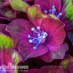 Hydrangea Macrophylla GLAM ROCK 'Horwack' 9 Hydrangea Macrophylla GLAM ROCK 'Horwack' -Deals Petal Via Store glam1