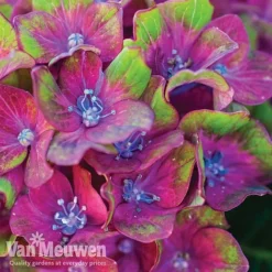 Hydrangea Macrophylla GLAM ROCK 'Horwack' 8 Hydrangea Macrophylla GLAM ROCK 'Horwack' -Deals Petal Via Store glam2