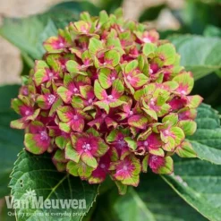 Hydrangea Macrophylla GLAM ROCK 'Horwack' 10 Hydrangea Macrophylla GLAM ROCK 'Horwack' -Deals Petal Via Store glam3