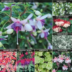 Hanging Basket Collection