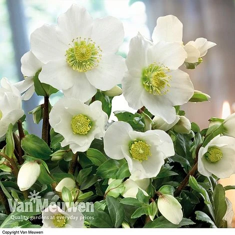 Hellebore 'Christmas Rose' 2 Hellebore 'Christmas Rose' - Image 2