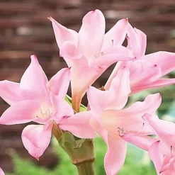 Amarcrinum Memoria-corsii 'Howardii' -Deals Petal Via Store howard
