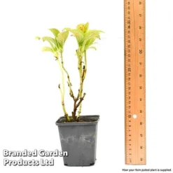 Hydrangea Macrophylla GLAM ROCK 'Horwack' 11 Hydrangea Macrophylla GLAM ROCK 'Horwack' -Deals Petal Via Store hydr