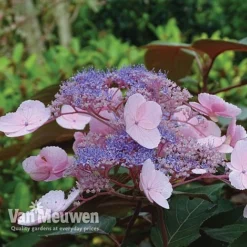 Hydrangea Aspera 'Hot Chocolate' 5 Hydrangea Aspera 'Hot Chocolate' -Deals Petal Via Store hyrdrangea hot chocolate