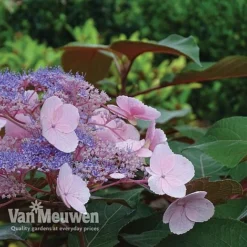Hydrangea Aspera 'Hot Chocolate' 6 Hydrangea Aspera 'Hot Chocolate' -Deals Petal Via Store hyrdrangea hot chocolate2