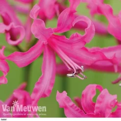 Nerine Bowdenii Collection -Deals Petal Via Store isabel