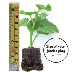 Chrysanthemum 'Incurved Mixed' -Deals Petal Via Store jumboplugsize35