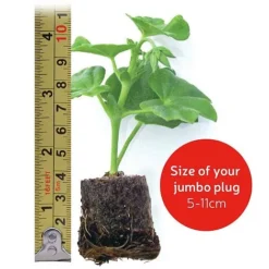 Giant Geranium Bumper Collection -Deals Petal Via Store jumboplugsize8