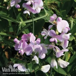 Lathyrus Latifolius 'Rosa Perle' -Deals Petal Via Store lath